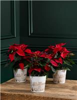Miniature Poinsettia Trio
