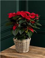 Poinsettia in Kubu Basket
