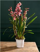 Cymbidium Orchid in Ceramic Pot