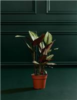 M&S Flower Market Large Calathea Whitestar