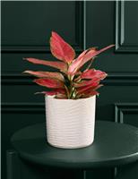 M&S Flower Market Aglaonema in Ceramic Pot