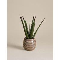 M&S Artificial Aloe Vera in Ceramic Pot Natural