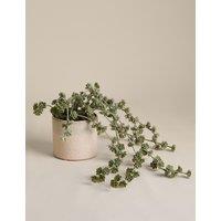 M&S Trailing Succulent in Ceramic Pot Green