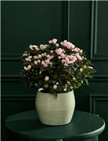 M&S Flower Market Pink Azalea in Ceramic Pot