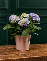 M&S Flower Market Blue Hydrangea in Ceramic Pot