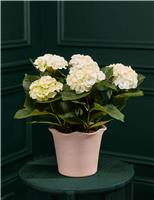 M&S Flower Market White Hydrangea in Ceramic Pot