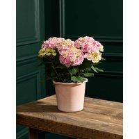 M&S Flower Market Pink Hydrangea in Ceramic Pot