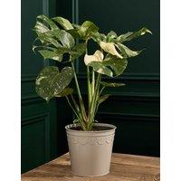 M&S Flower Market Monstera in Tin Pot