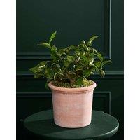 M&S Flower Market Citrus Plant in Terracotta