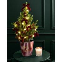M&S Flower Market Mini Real Christmas Tree in Red Striped 'Merry Christmas' Pot with Candle