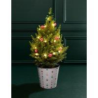 M&S Flower Market Luxury Real Christmas Tree with Festive Star Pot