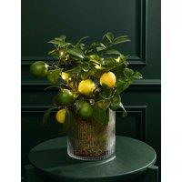 M&S Flower Market Festive Citrus Tree in Mercury Glass Pot with Lights