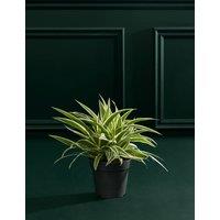 M&S Flower Market Spider Plant In Grow Pot