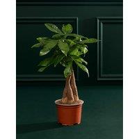 M&S Flower Market Money Tree In Grow Pot