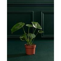 M&S Flower Market Monstera In Grow Pot