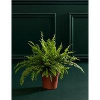 M&S Flower Market Fern In Grow Pot