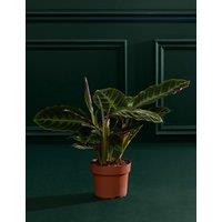 M&S Flower Market Calathea Warscewiczii In Grow Pot