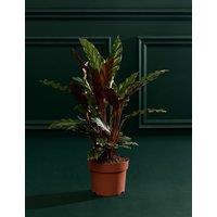 M&S Flower Market Calathea Rufibarba In Grow Pot