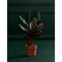 M&S Flower Market Calathea Ornata In Grow Pot