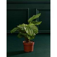 M&S Flower Market Calathea Orbifolia in Grow Pot