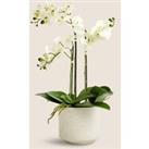 Artificial Large Orchid Plant