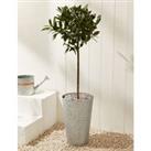 Baytree Plant in Tin With Slate