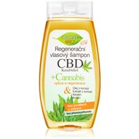 Bione Cosmetics Cannabis CBD regenerating shampoo with CBD 260 ml
