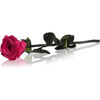 RoseAmor Fuchsia stabilised rose on a stalk 30 cm 1 pc