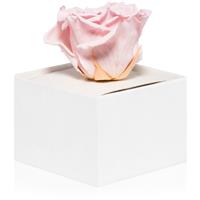 RoseAmor Pink stabilised rose in a box 1 pc