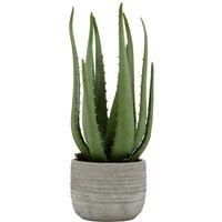 Fiori Large Aloe Vera with Cement Pot, Grey