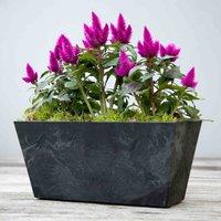 Ivyline Balcony Trough Ella Black H17Cm D37Cm