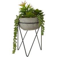 Interiors By Premier Mixed Succulent Grey Cement Pot with a Metal Stand, Grey