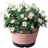 Vegtrug Medium Barrel 46cm - Pink, Pink