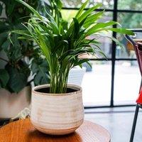 Ivyline Pot Como Cream - H17Cm D21Cm, Cream