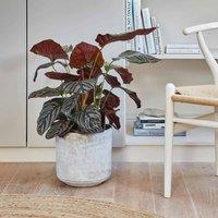 Ivyline Tivoli Planter Cement - H25Cm D26Cm, Grey