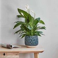 Ivyline Arles Leaf Embossed Teal Planter - H17Cm W18Cm, Blue