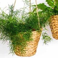 Ivyline Hanging Water Hyacinth Planter Set Of 2, Multi