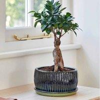 Ivyline Emerald Round Reactive Glaze Bonsai Planter Set Of 2, Green