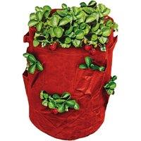 St Helens Strawberry Grow Bag 43L