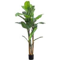 Crossland Grove Banana Palm H2030Mm, Green