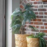 Crossland Grove Chinese Fan Palm H1170Mm, Green