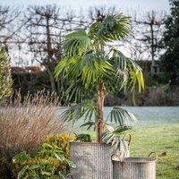 Crossland Grove Chinese Fan Palm H1680Mm, Green