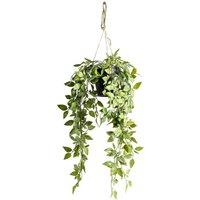 Crossland Grove Hanging Scindapsus Small 180X180X480Mm, Green