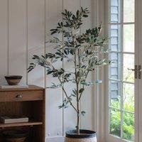 Crossland Grove Olive Tree Large 600X600X1820Mm, Green