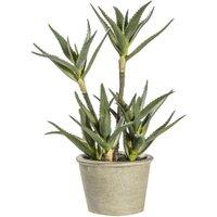Crossland Grove Potted Aloe 250X250X380Mm, Green