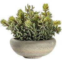 Crossland Grove Sedum Green W Cement Bowl Large 180X180X230Mm, Green