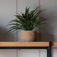 Crossland Grove Wild Grass In Soil Green H300Mm, Green