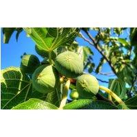 Thompson & Morgan 4 Mediterranean Fruit Plant Collection, Green