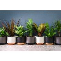 Thompson & Morgan 3 x Scandi Houseplant Mixed 12cm Pots, Green