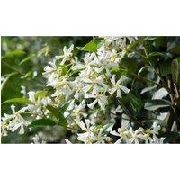 Thompson & Morgan 1 x Trachelospermum Jasminoides 2 litre Pot, Green